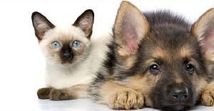 dog-and-cat.jpg