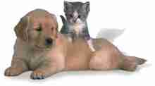 PuppyKitten2.jpg